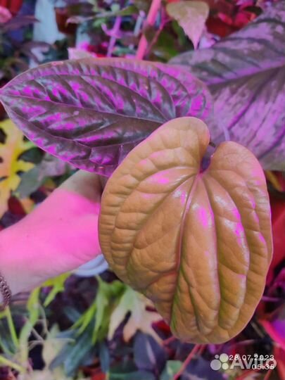 Антуриум Сирих