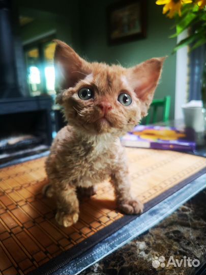 Котята девон-рекс