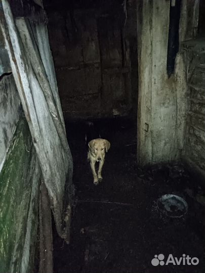 Русская гончая