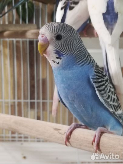 Птенцы. Волнистый попугай. Клетка