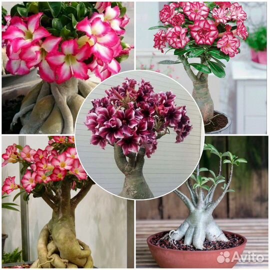 Экзотические растения