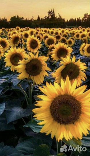 Семена подсолнечника