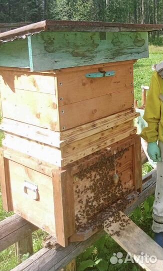 Мёд пчелиный 2023