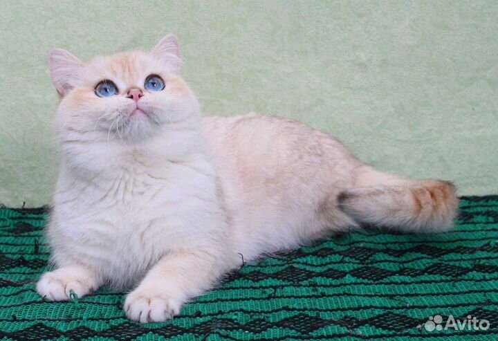 Золотой колор поинт кот