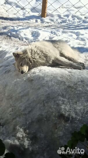 Собака