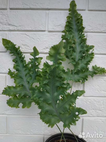 Папоротники 15 сортов