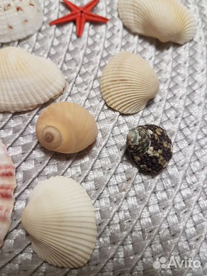 Морские ракушки набор