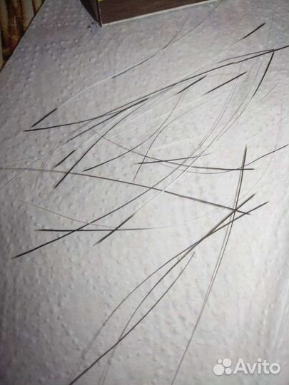 Усики кошек. Виброссы