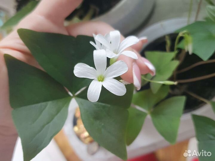 Комнатные растения