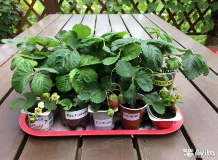 Клубника сортовая рассада