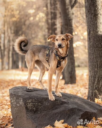 Собака Фанта из приюта в добрые руки