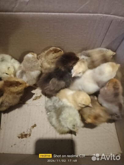 Цыплята цветной бройлер