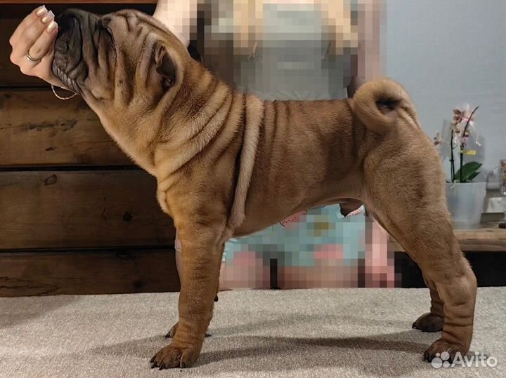 Щенки шарпей