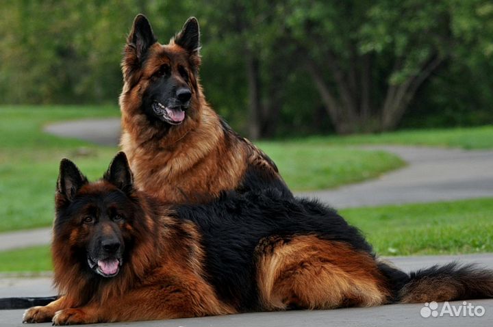 Дрессировка собак профессионально