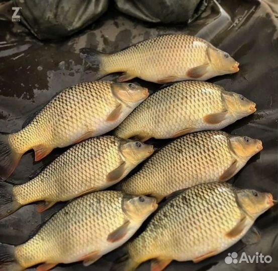 Живая рыба карп