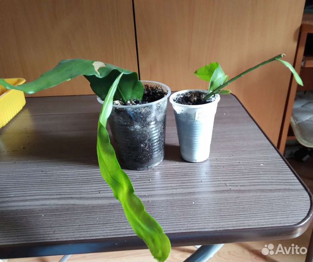 Эпифиллум Оксипеталлум, и красный и розовый