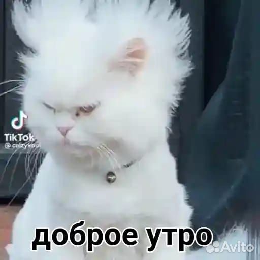 Отдам шотландского котика