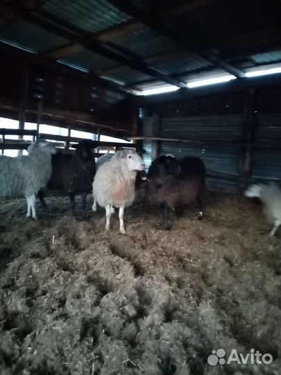 Баранчики на племя