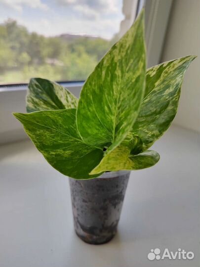 Эпипремнум Марбл Квин