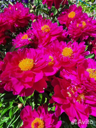 Пионы корневища