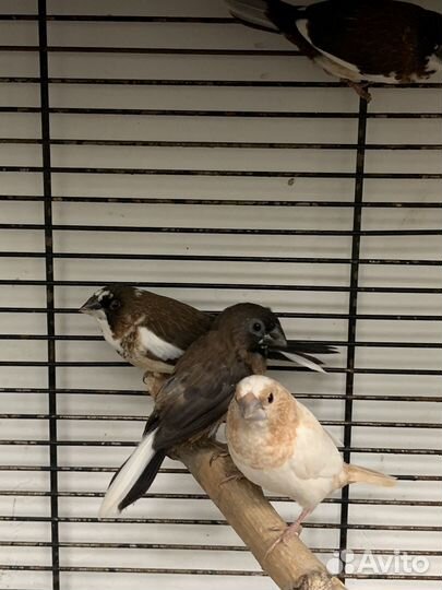 Японская амадина