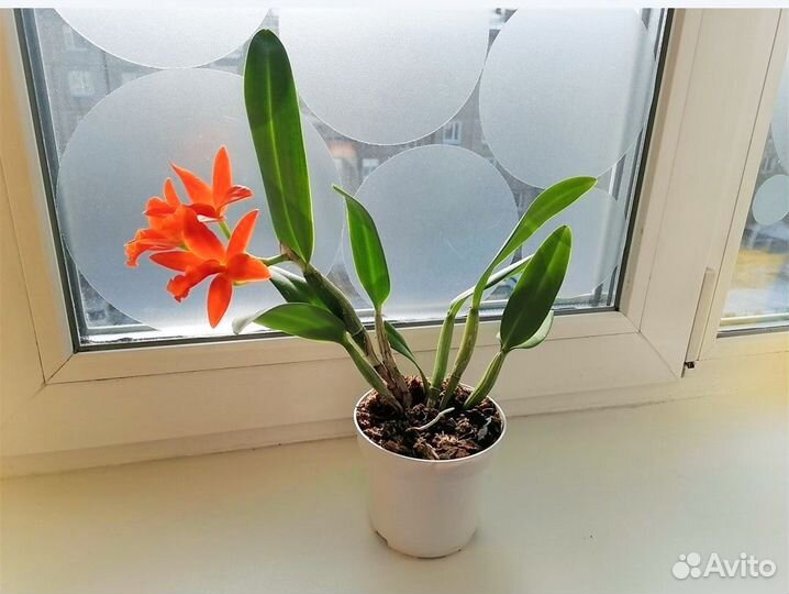 Орхидея Каттлея