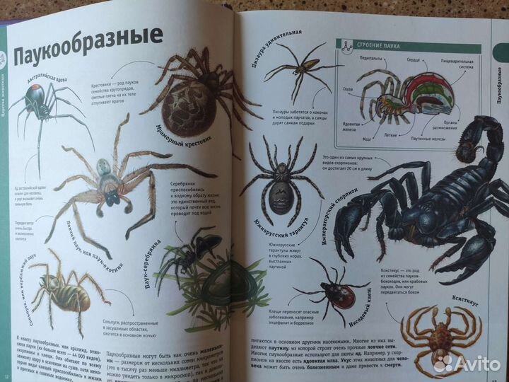 Гигантская энциклопедия в картинках