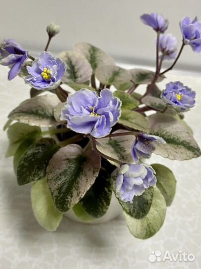 Фиалка мини