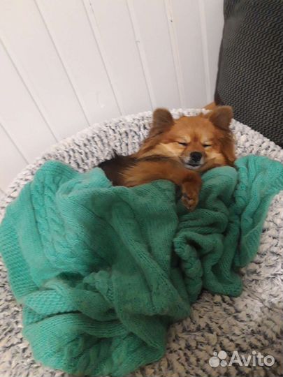 Передержка домашних животных