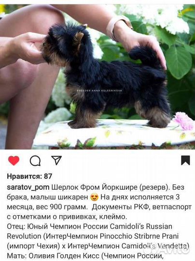 Йоркширский терьер вязка мальчик