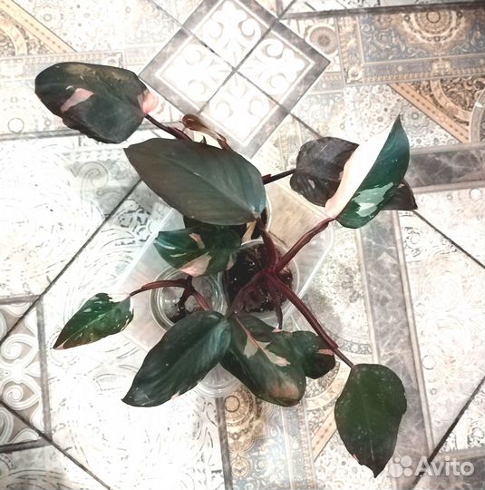 Растения из личной коллекции