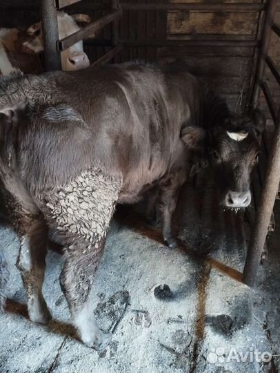 Теленок (1.3 года)