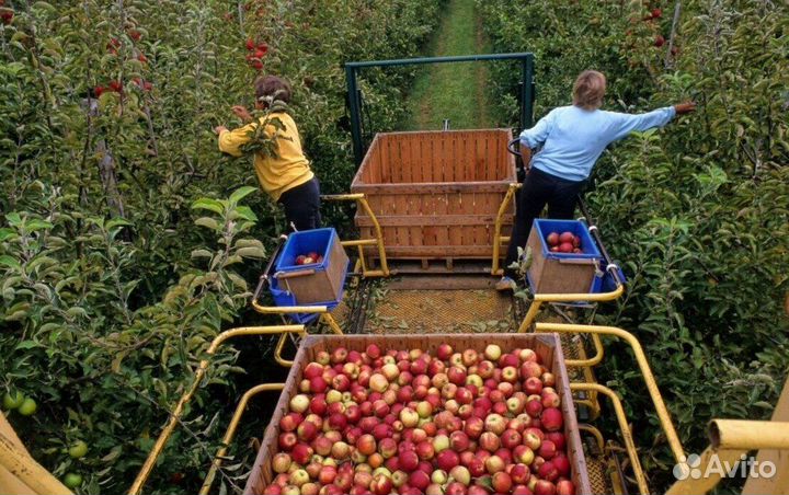 Сборщик яблок с проживанием