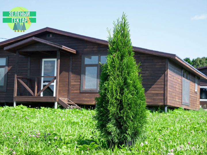 Туи смарагд 1,2 м свежая копка 2023