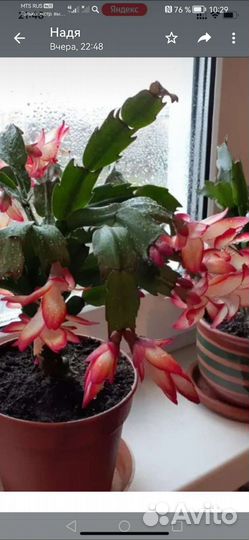 Декабрист шлюмбергера