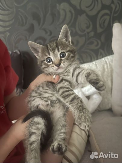 Котятки в добрые руки