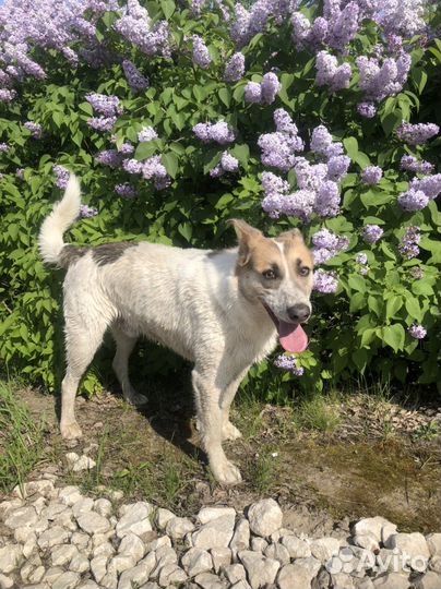 Отдам собаку супер компаньон