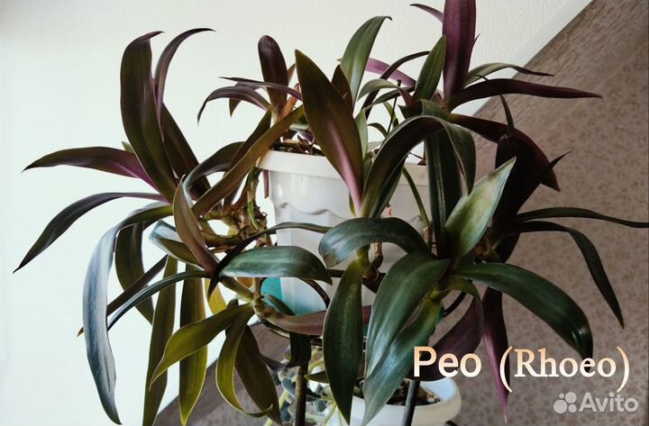 Рео (Rhoeo)