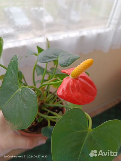 Антуриум Стило