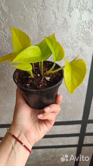 Комнатные цветы