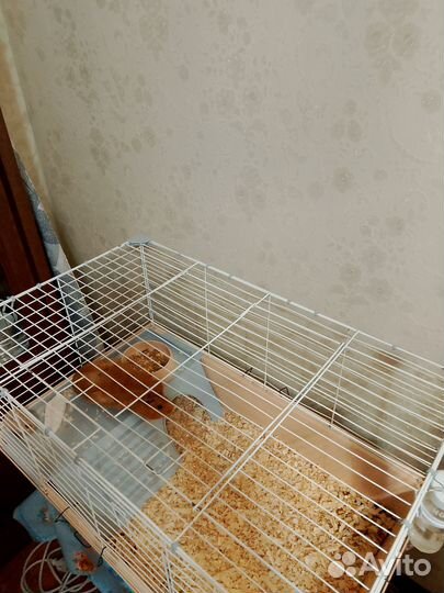 Морская свинка с клеткой