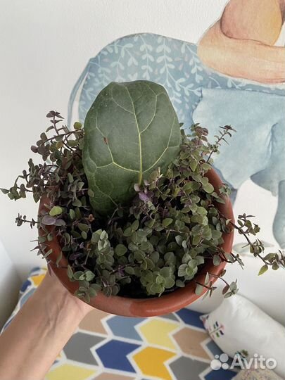 Фикус лирата и Коллизия