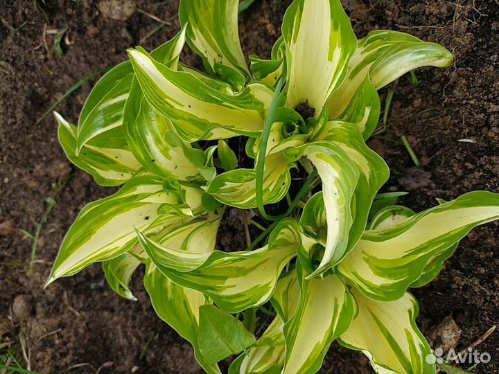 Хосты сортовые