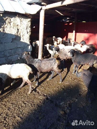 Овцы барашки