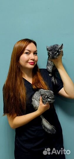 Работа ветеринарный врач