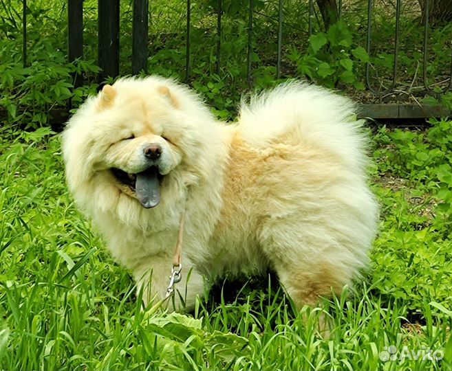 Вязка кобель