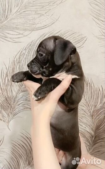 Американский булли