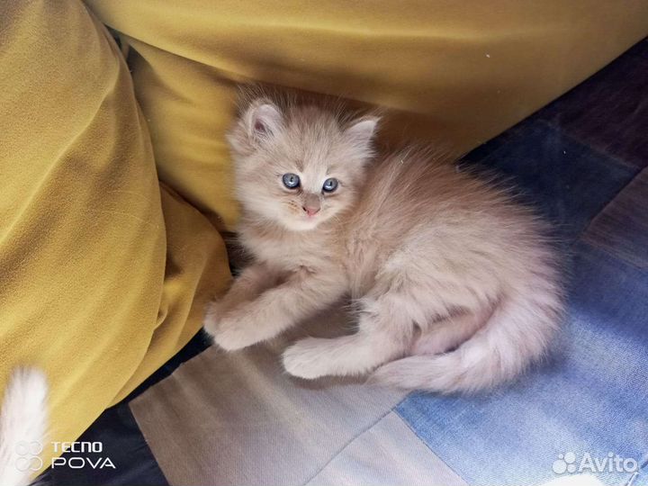 Кошка