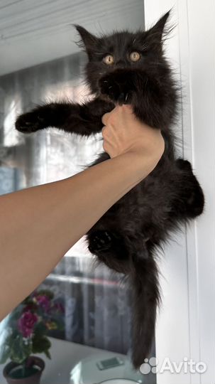 Черный котик в семью