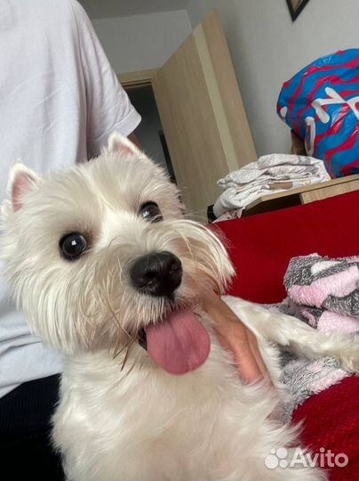 Передержка собак в домашних условиях